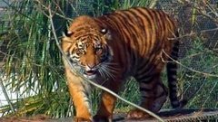 Футбол дает энергию. Борьба с мигрантами. Годовалые тигрята. Самолеты с наркотиками. Всемирный день социальной справедливости. Доброе утро. Фрагмент выпуска от 20.02.2015