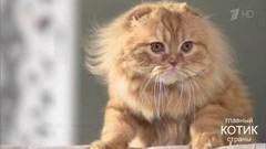 Главный котик страны. Выпуск от 08.10.2017