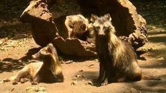 В мире. Енотовидные собаки. Доброе утро. Фрагмент выпуска от 03.09.2015