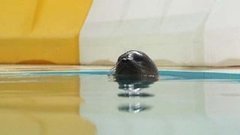 Приют для нерпы. Доброе утро. Фрагмент выпуска от 02.09.2015