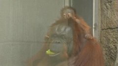 В мире. Малыш орангутанг. Доброе утро. Фрагмент выпуска от 27.08.2015