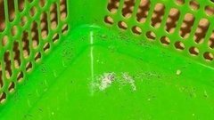 Как избавиться от муравьев. Доброе утро. Фрагмент выпуска от 21.08.2015