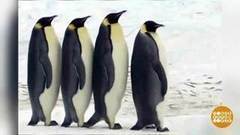 Берем пример с пингвинов. Доброе утро. Фрагмент выпуска от 16.01.2018