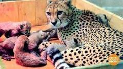 В мире. Рекорд леопардихи. Доброе утро. Фрагмент выпуска от 18.01.2018