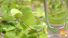 Сезон березового сока: сбитень варим! Доброе утро. Фрагмент выпуска от 30.03.2018