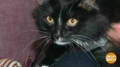 Здравствуйте, я ваш кот! Доброе утро. Фрагмент выпуска от 12.04.2018