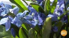 Пощадите подснежники! Доброе утро. Фрагмент от 19.04.2018