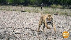 На волю тигра выпускаю… Доброе утро. Фрагмент выпуска от 14.05.2018