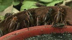 В мире. Фермы насекомых в Таиланде. Доброе утро. Фрагмент выпуска от 23.10.2015