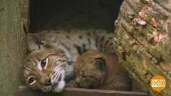 В мире. Редкие рысята. Доброе утро. Фрагмент выпуска от 18.06.2018