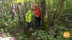 Не надо заблуждаться! В лесу. Доброе утро. Фрагмент выпуска от 02.08.2018