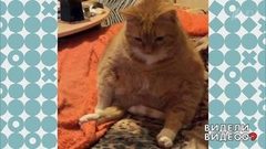 Заратустра с хвостом. Видели видео? Фрагмент выпуска от 02.08.2018