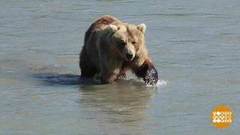 Толерантные медведи. Доброе утро. Фрагмент выпуска от 16.08.2018