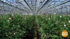 Целое море цветов. Доброе утро. Фрагмент выпуска от 23.08.2018