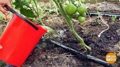 Подрастайте, томаты! Доброе утро. Фрагмент выпуска от 24.08.2018