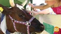 Молоко. От коровы до прилавка. Доброе утро. Фрагмент выпуска от 24.08.2018