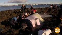 В мире. Спасли кита. Доброе утро. Фрагмент выпуска от 13.09.2018