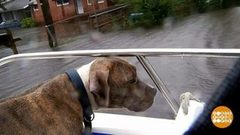 В мире. Спасение домашних животных. Доброе утро. Фрагмент выпуска от 05.10.2018