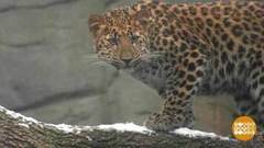 В мире. Снежные забавы леопардов. Доброе утро. Фрагмент выпуска от 22.11.2018