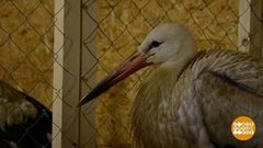 Аист на крыше. Доброе утро. Фрагмент выпуска от 17.01.2019