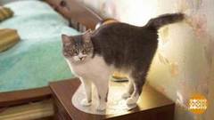 Перевод с кошачьего. Доброе утро. Фрагмент выпуска от 01.03.2019