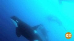 В мире. Открыли новый вид косаток. Доброе утро. Фрагмент выпуска от 22.03.2019