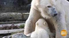 В мире. Судьба полярных мишек. Доброе утро. Фрагмент выпуска от 25.03.2019
