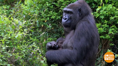 В мире. Бэби-горилла. Доброе утро. Фрагмент выпуска от 27.03.2019