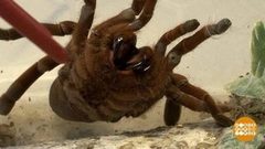 В мире. Контрабанда тарантулов. Доброе утро. Фрагмент выпуска от 16.04.2019