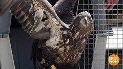 В мире. Спасли лысого орла. Доброе утро. Фрагмент выпуска от 10.06.2019