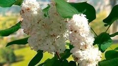 К юбилею Победы в городах-героях высадят саженцы сирени