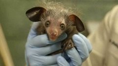 В мире. Редкие приматы ай-ай. Доброе утро. Фрагмент выпуска от 03.11.2015