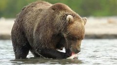 Чудеса Кроноцкого заповедника. Доброе утро. Фрагмент выпуска от 06.11.2015