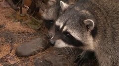 Не всяк медведь, кто в спячку впадает. Доброе утро. Фрагмент выпуска от 19.11.2015