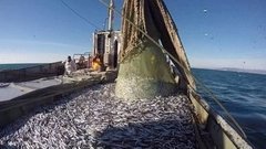 Ловись, хамса, большая и маленькая. Доброе утро. Фрагмент выпуска от 15.12.2015