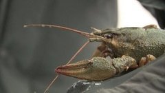 Где зимуют раки и не только