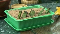 Размножение домашних растений. Фазенда. Фрагмент выпуска от 31.01.2016