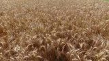 2016 год в России может стать рекордным по урожаю пшеницы и других зерновых культур