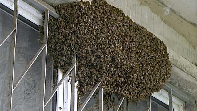 Огромный пчелиный рой облюбовал московскую многоэтажку. Новости. Первый  канал