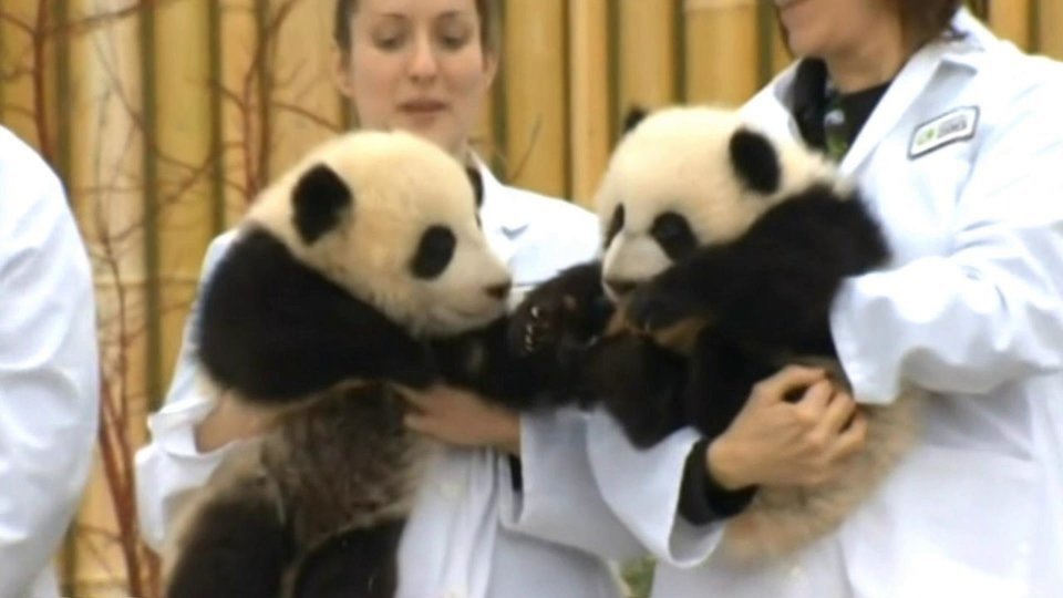 национальный зоопарк малайзии малайзия. китайские имена панд. имя для панды мальчика. панда фото. красивые названия с пандой.