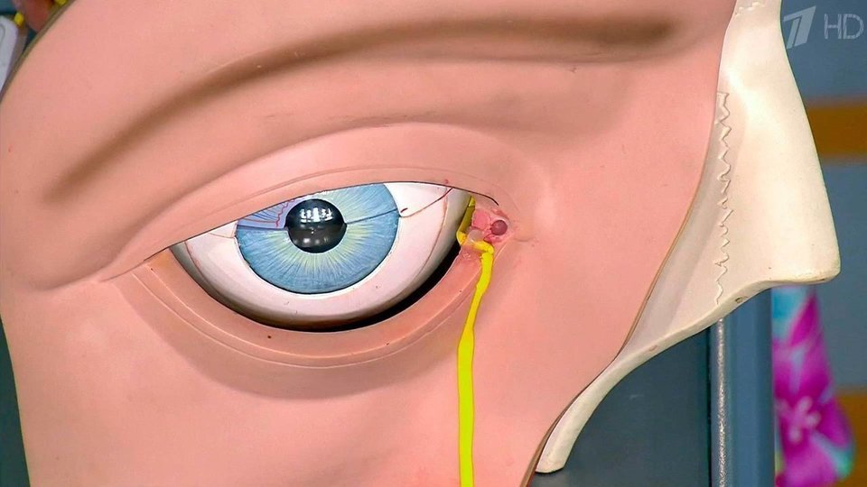 Профилактика и лечение дёргающегося глаза