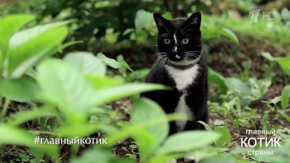 Претендент на звание «Главного котика страны»: смотритель «Аптекарского огорода». Главный котик страны. Фрагмент выпуска от 10.09.2017