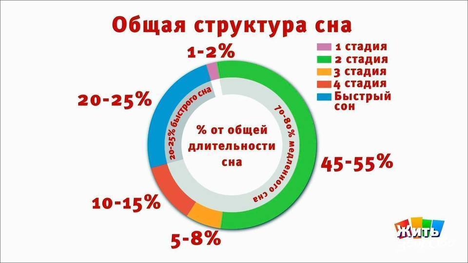 Как устроен сонный цикл?