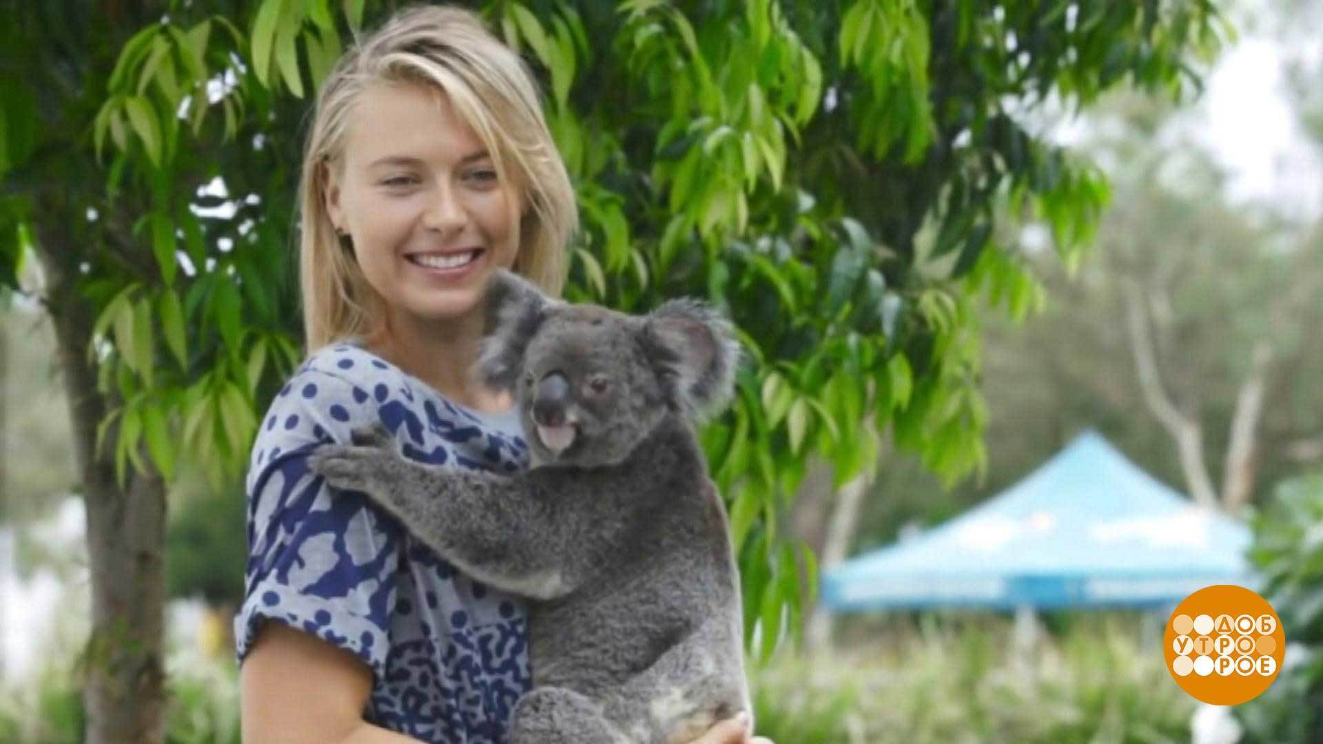 Masha well. Koala with outfit.