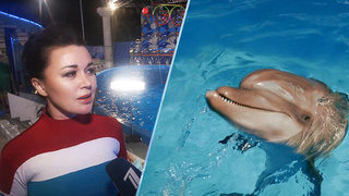 Анастасия Заворотнюк рассказала, как дельфины смеются, передразнивают и удивляют людей
