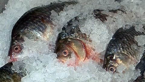 «Среда обитания. Ядерная рыба». Документальный фильм