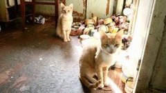 «Неудобные» соседи. Доброе утро. Фрагмент выпуска от 22.09.2015