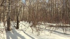 Целебная верба. Доброе утро. Фрагмент выпуска от 21.03.2016