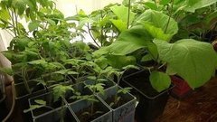 Антикризисный огород. Доброе утро. Фрагмент выпуска от 06.04.2016