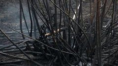 Жгут траву — горит всё. Доброе утро. Фрагмент выпуска от 25.04.2016